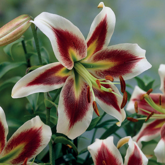 Lelie 'Beverly Dreams' (x3) - Lilium beverly dreams - Bloembollen