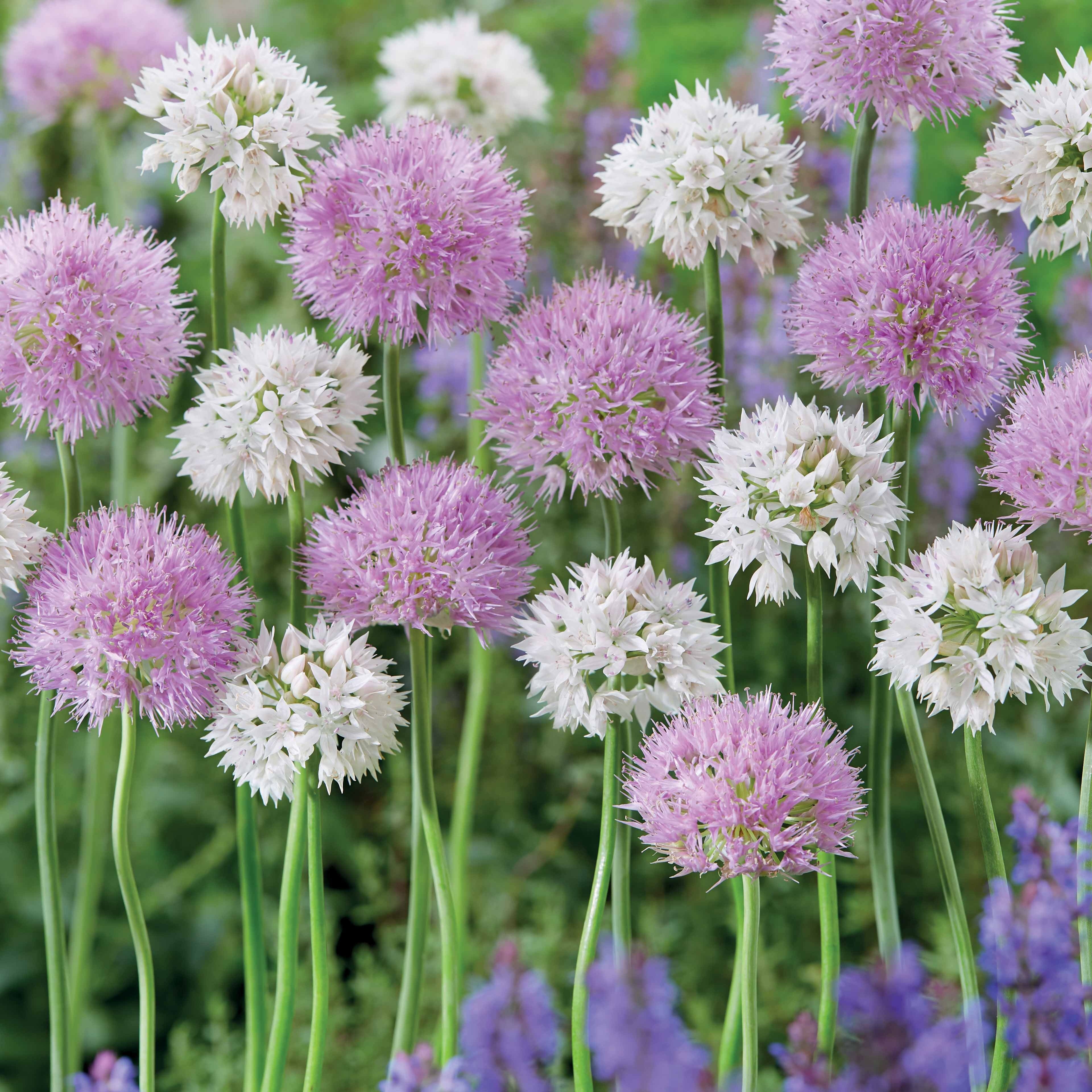 Bloembollen Allium Rosy Dream (x10) - Allium carolinianum rosy dream ...