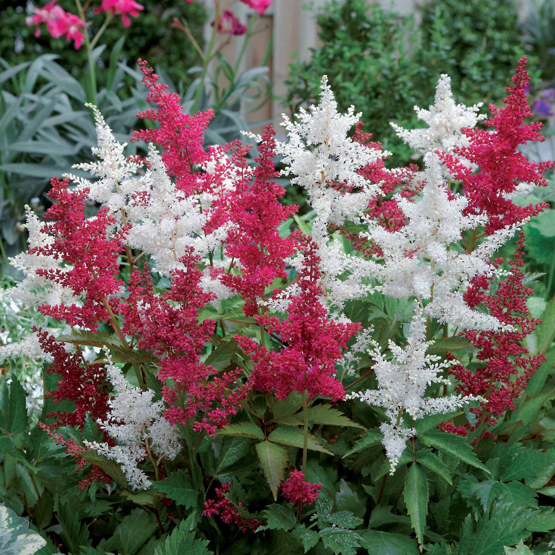 Pluimspirea (x2) - Astilbe - Tuinplanten