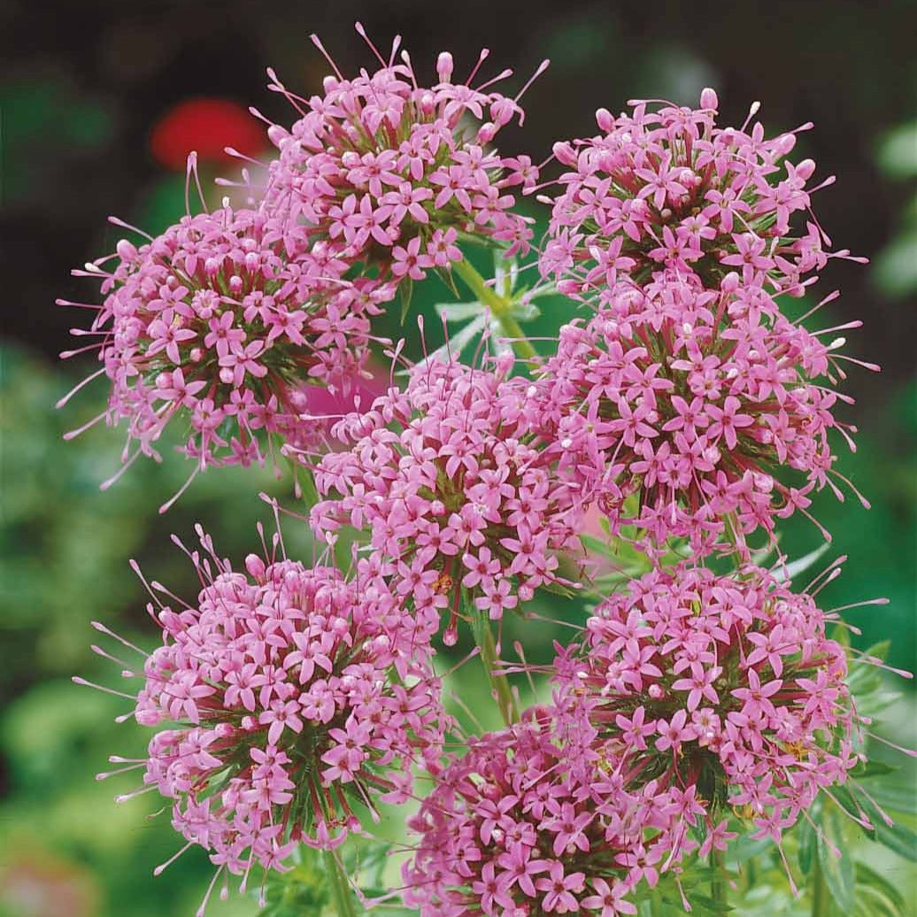 Perzische Kruisjesplant - Phuopsis stylosa - Tuinplanten