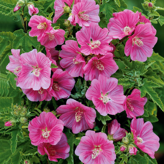 Struikmalva (x2) - Bakker