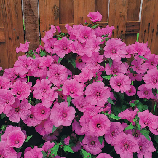 Struikmalva (x2) - Bakker