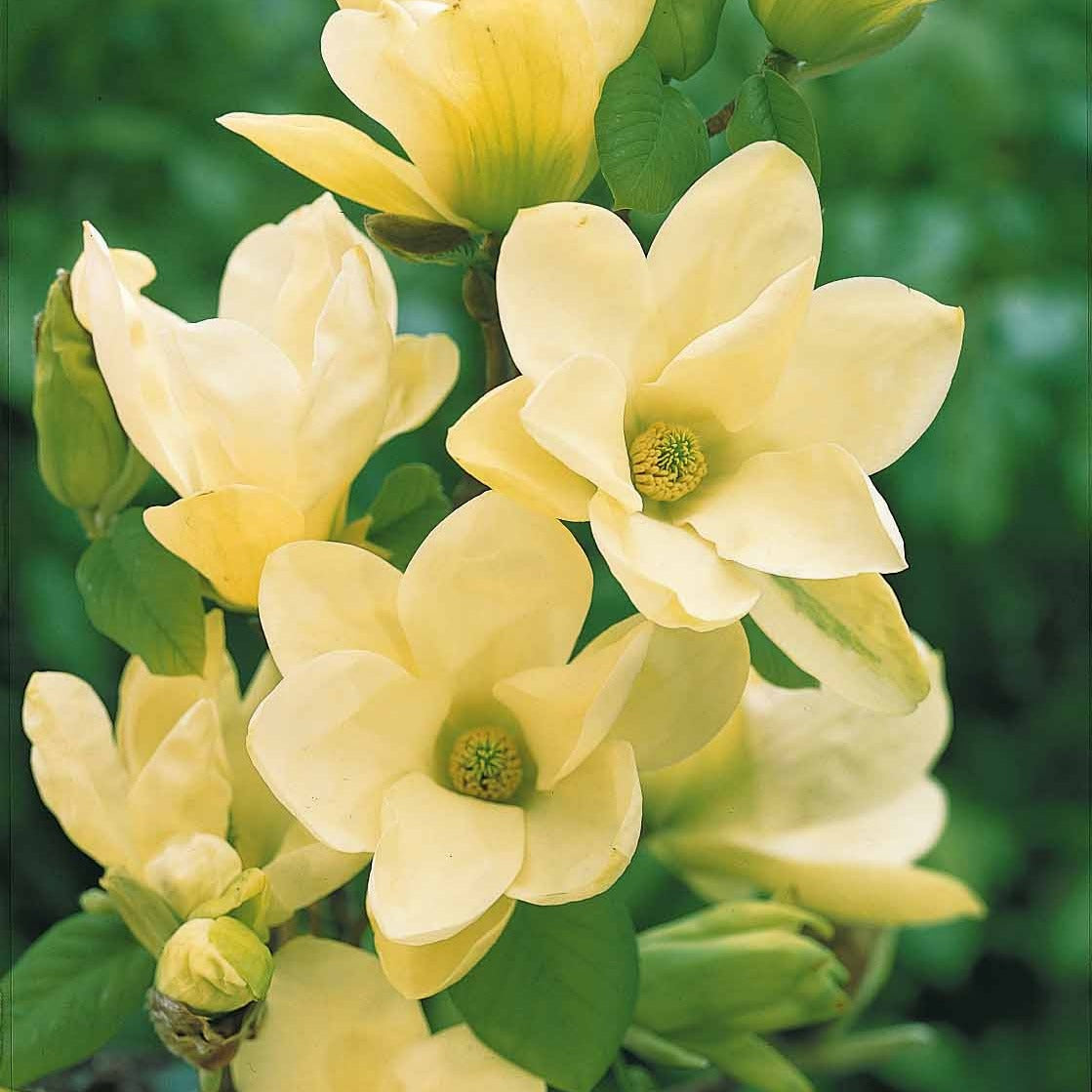 Verkoop Magnolia 'Yellow Lantern'