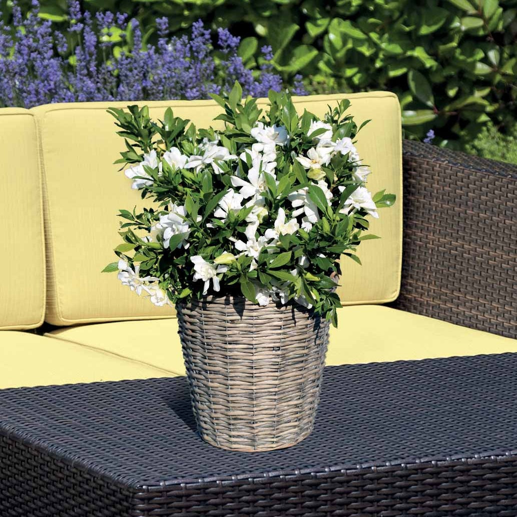 Kaapse Jasmijn 'Celestial Star' - Gardenia celestial star® 'ps-2013-4' - Bakker