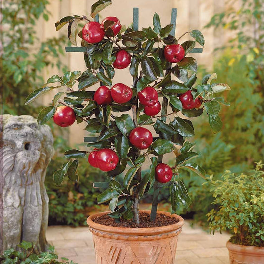Appelboom 'Red Spur Delicious' - Malus domestica red spur delicious - Appels