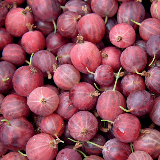 Kruisbes - Ribes uva-crispa - Fruit