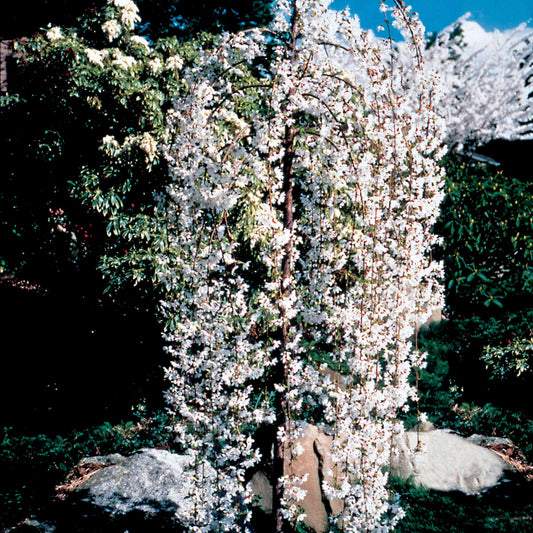 Treursierkers 'Snow Fountains' - Prunus snow fountains - Tuinplanten