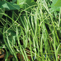 Sperzieboon 'Carroussel' - Phaseolus vulgaris nain carrousel( 50 gr) - Moestuin