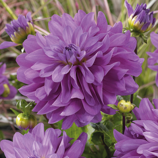 Dahlia 'Bleutiful' (x3) - Dahlias bluetiful - Zomerbloeiers