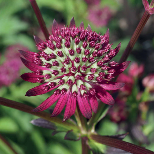 Zeeuwsknoopje 'Purple Joyce' (x3) - Astrantia major purple joyce - Heesters en vaste planten