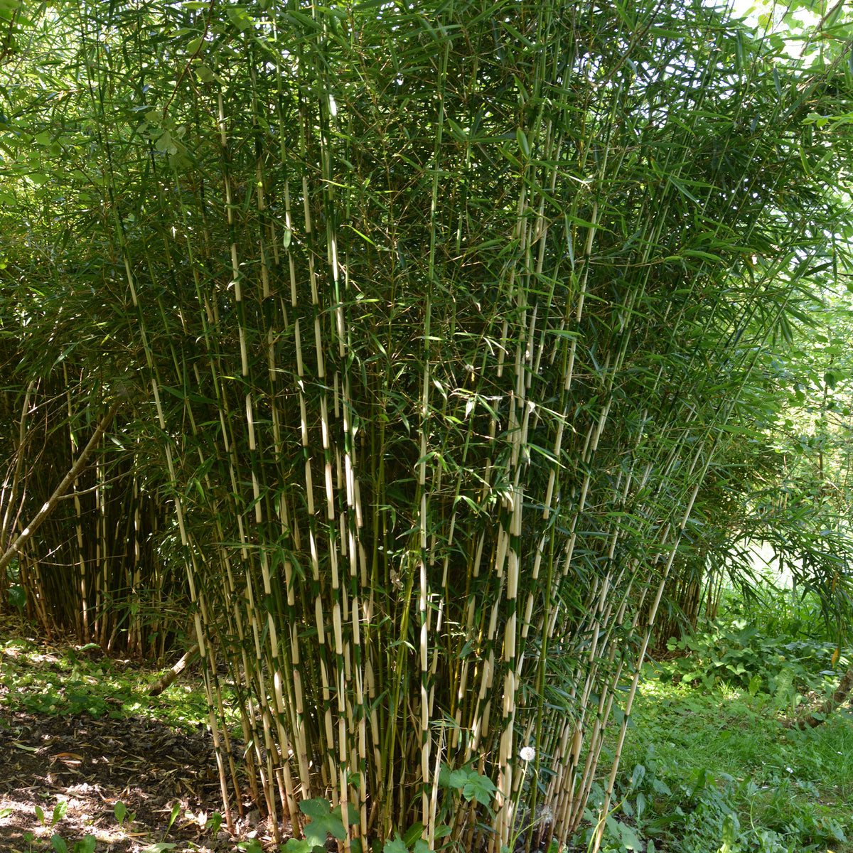 Bamboe Fargesia 'Campell' - Fargesia robusta Campbell - Bakker