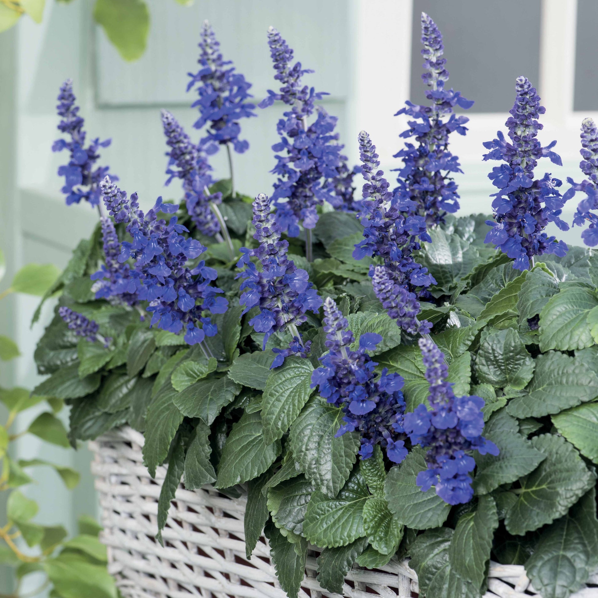 Salie 'Mysty' (x3) - Salvia mysty - Heesters en vaste planten