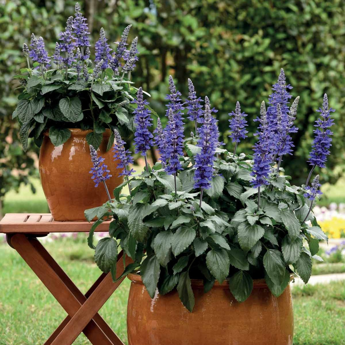 Salie 'Mysty' (x3) - Salvia mysty - Vaste planten