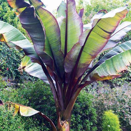 Rode bananenplant - Ensete maurelii - Tuinplanten