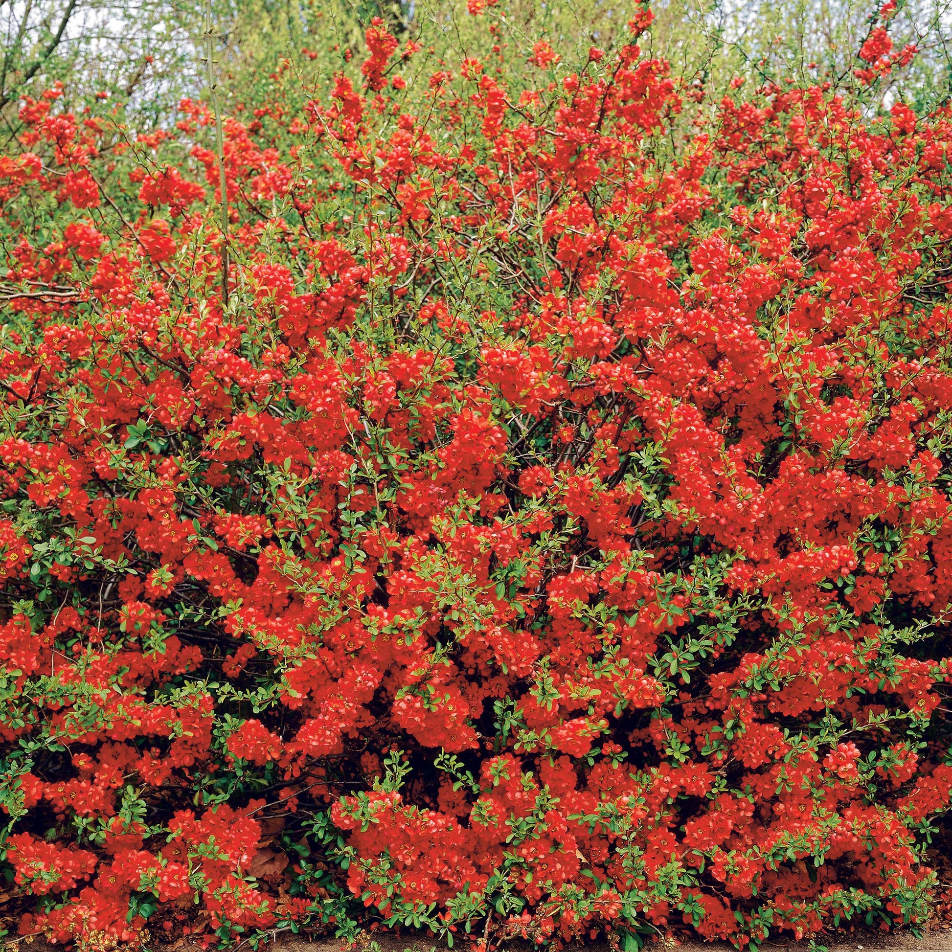 Dwergkwee - Chaenomeles japonica - Tuinplanten