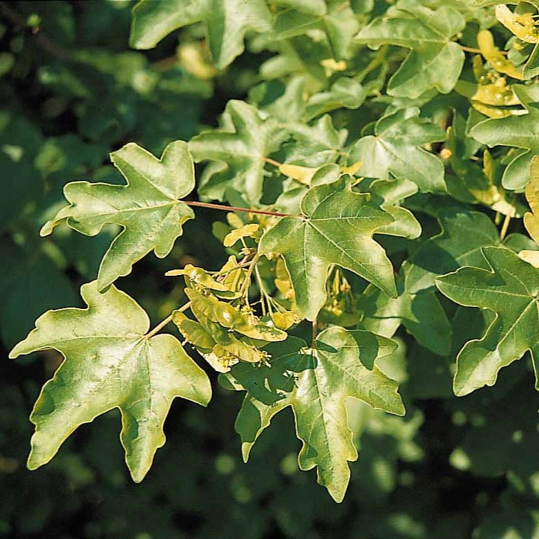 Bomen - Spaanse aak (x10) - Acer campestre