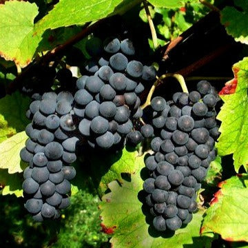 Druif 'Pinot' - Vitis vinifera pinot - Bakker
