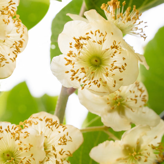 Kiwi - mannelijk - Bakker