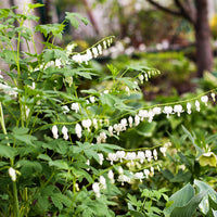 Gebroken hartje 'Alba' - Dicentra spectabilis alba - Vaste planten