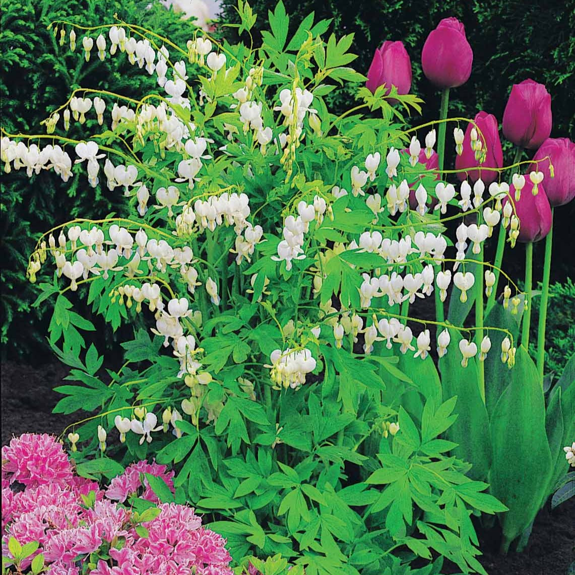 Gebroken hartje 'Alba' - Dicentra spectabilis alba - Bloeiende vaste tuinplanten