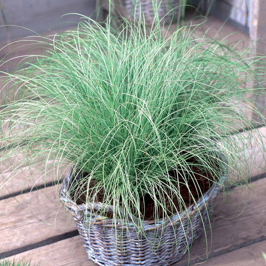 Zegge 'Evergreen' - Carex oshimensis evergreen - Tuinplanten