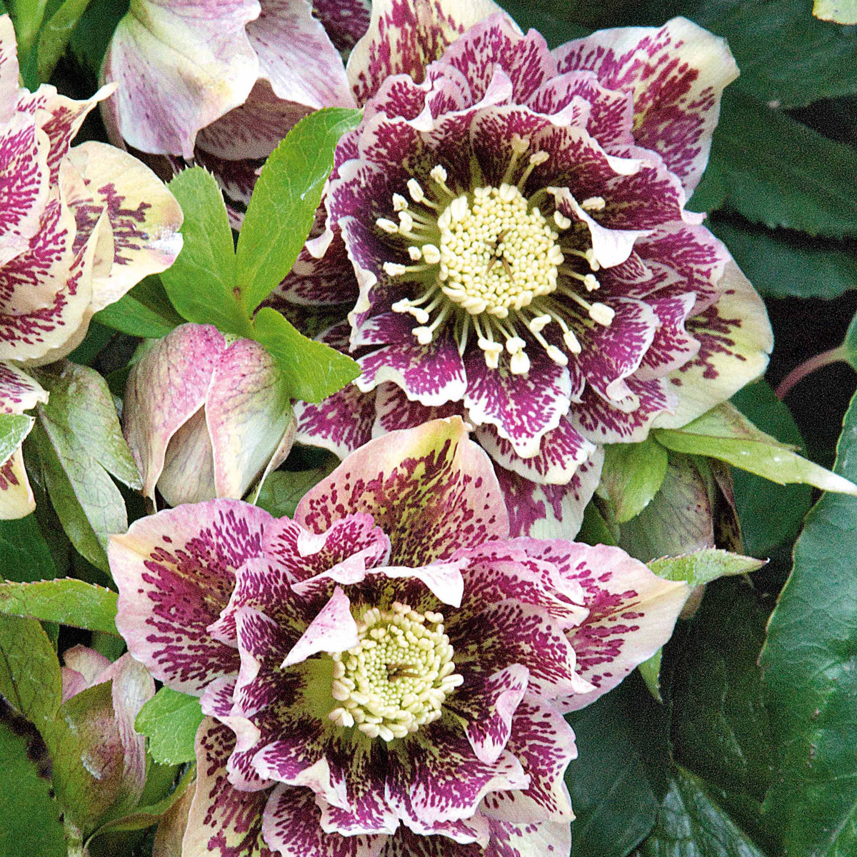 Nieskruid - dubbel wit gevlekt (x2) - Helleborus orientalis Double Ellen White Spotted - Bakker