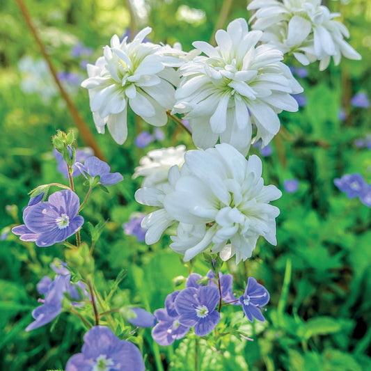 Haarlems Klokkenspel (Saxifraga Granulata) (x5) - Bakker
