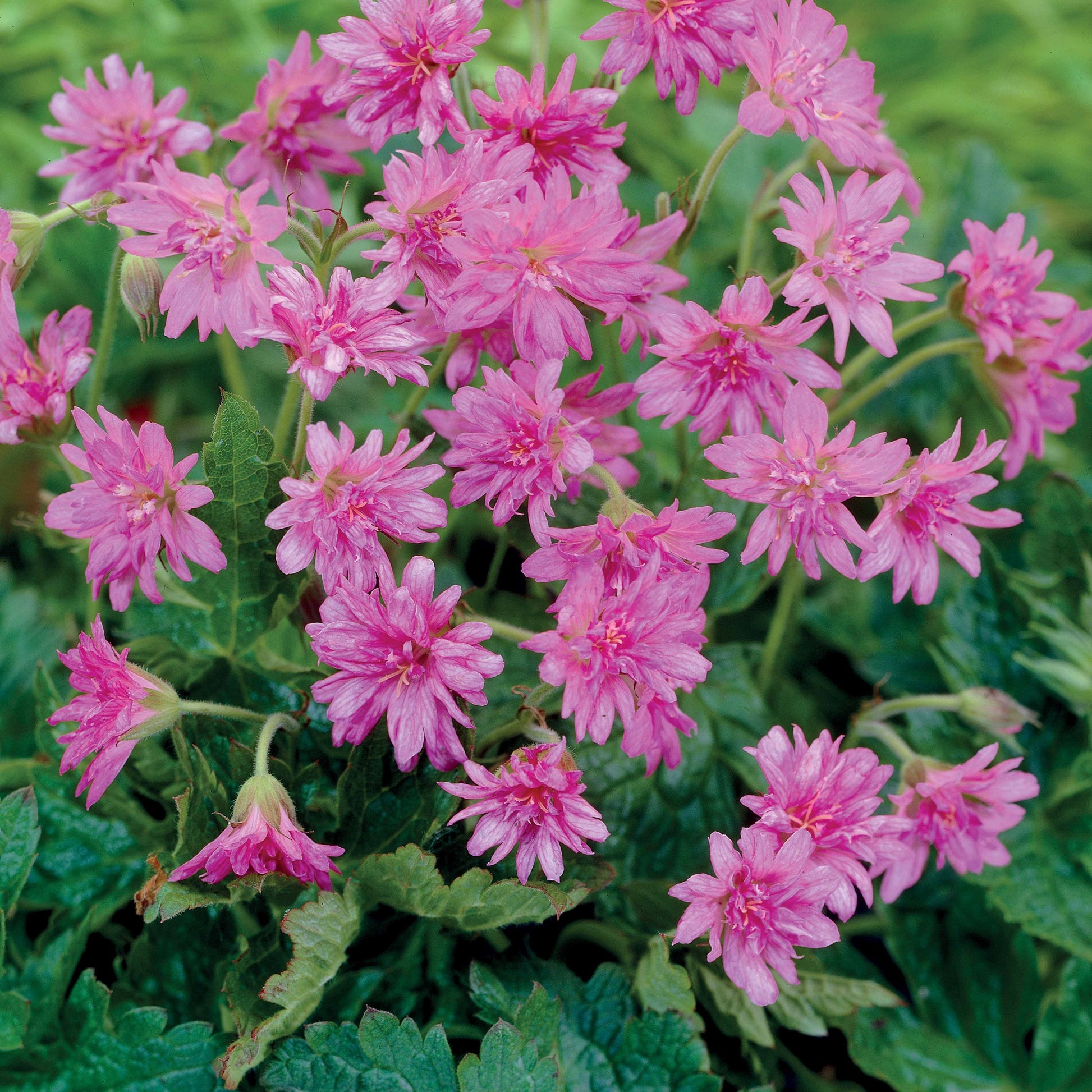 Ooievaarsbek 'Southcomble Double' (x3) - Geranium oxonianum southcomble double - Heesters en vaste planten