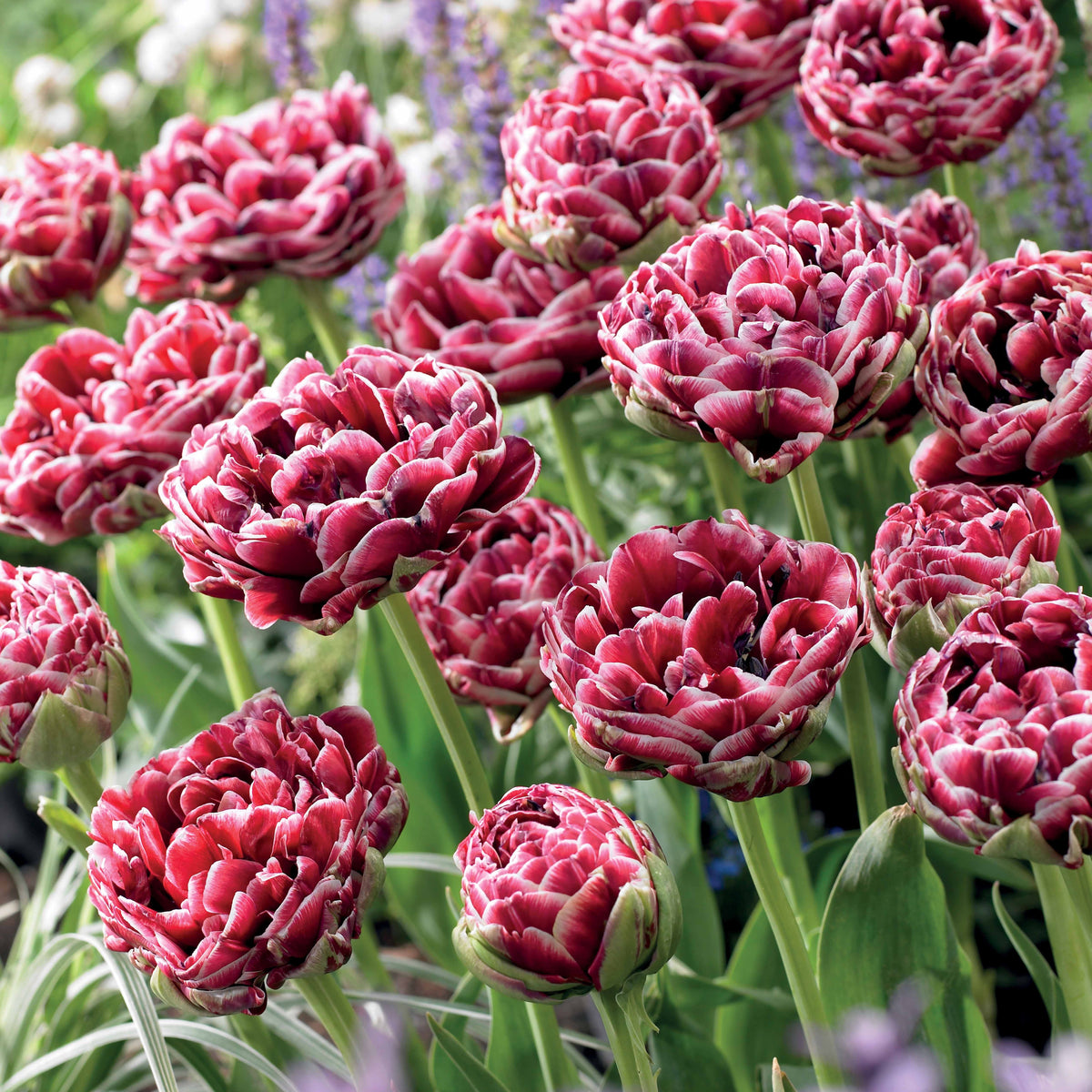 Dubbelbloemige tulp 'Dream Touch' (x7) - Tulipa Dream Touch - Bakker