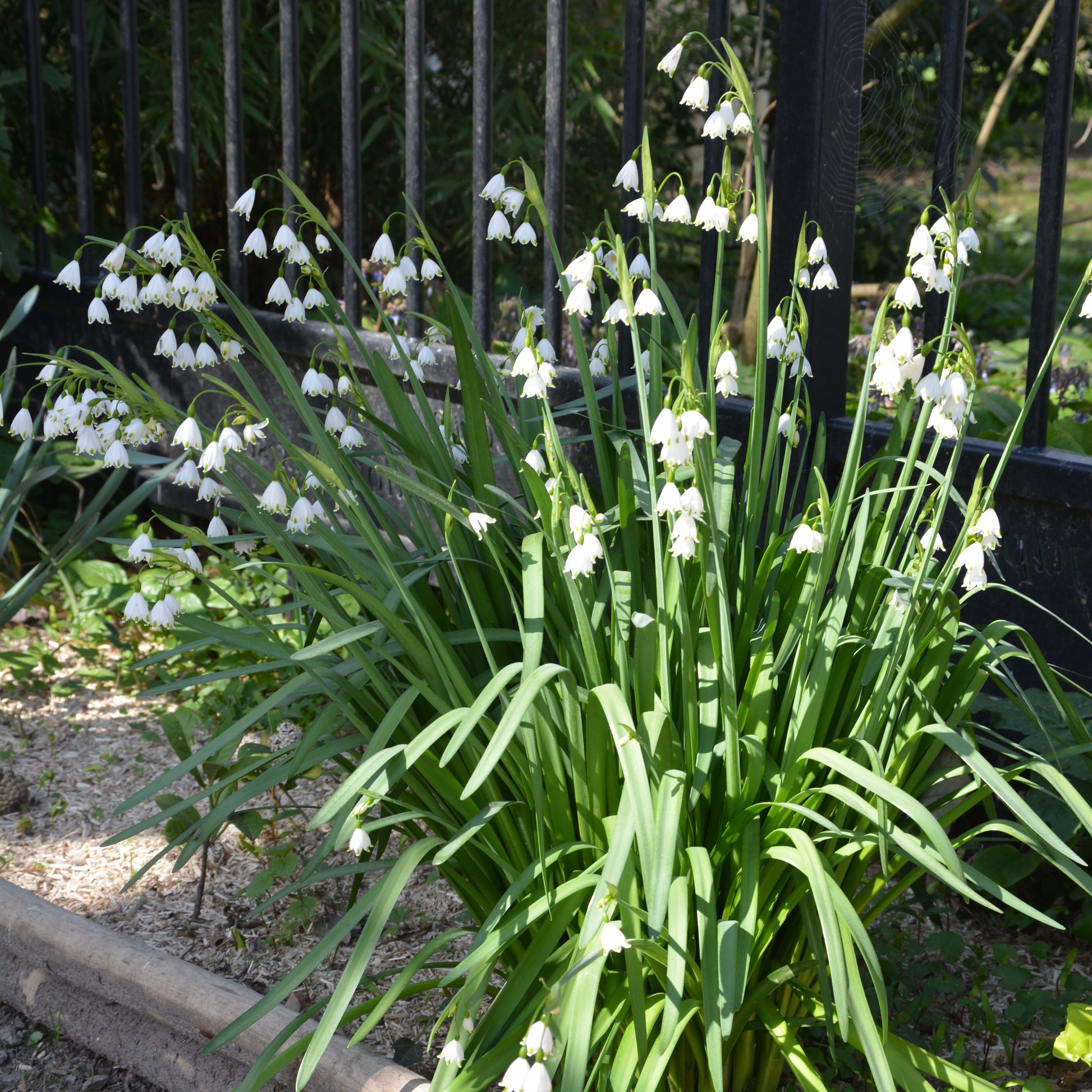 Zomerklokje (x8) - Leucojum aestivum - Bakker