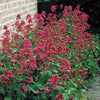 Spoorbloem - rood - Centranthus ruber coccineus - Heesters en vaste planten