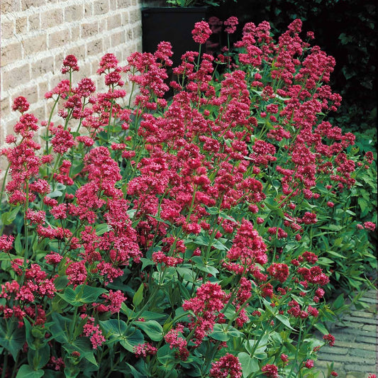 Spoorbloem - rood - Bakker