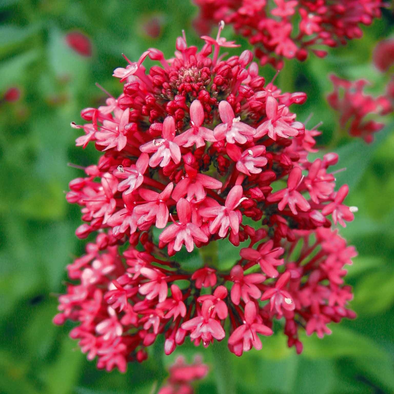 Verkoop Spoorbloem - rood - Centranthus ruber coccineus