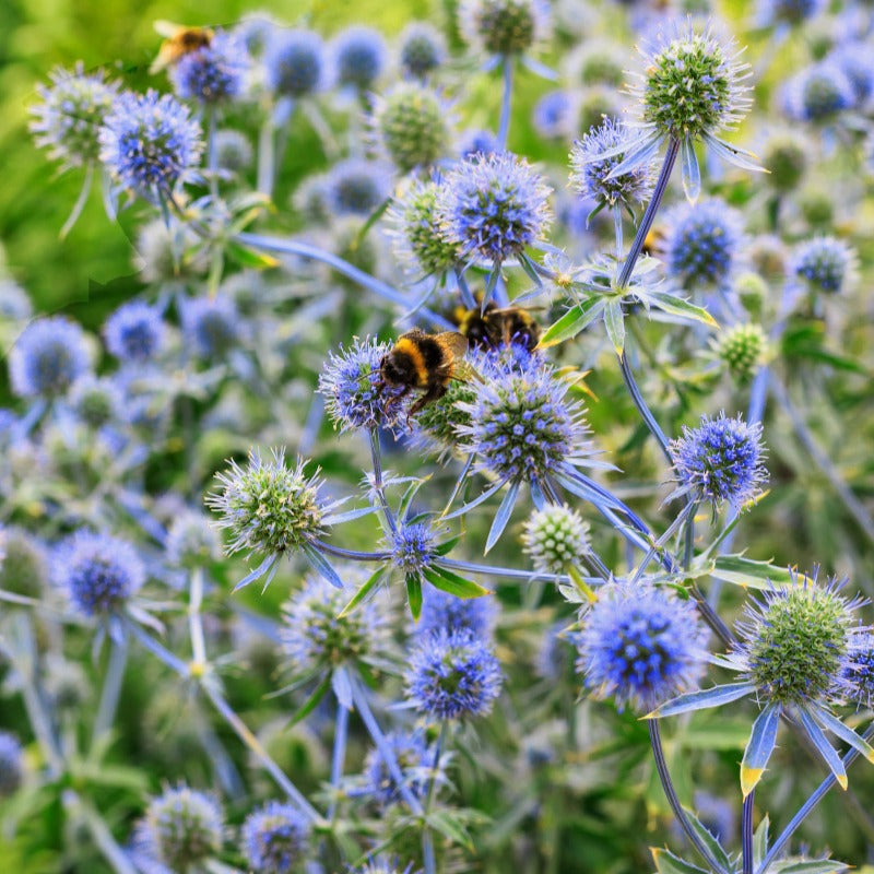 Blauwe distel - Eryngium planum - Tuinplanten