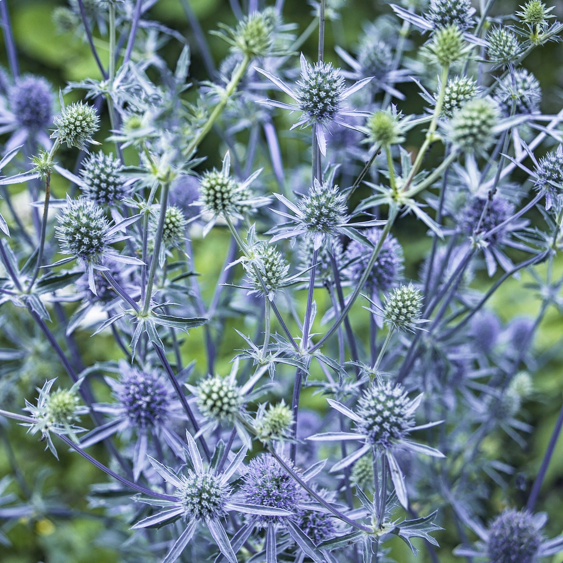 Blauwe distel - Eryngium planum