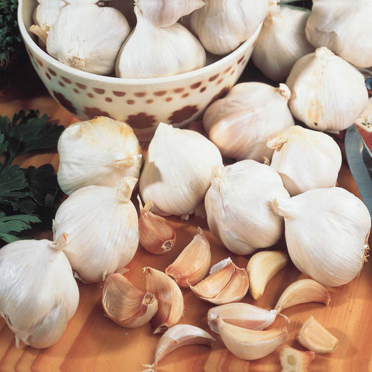 Roze knoflook 'Cristo' - Bakker