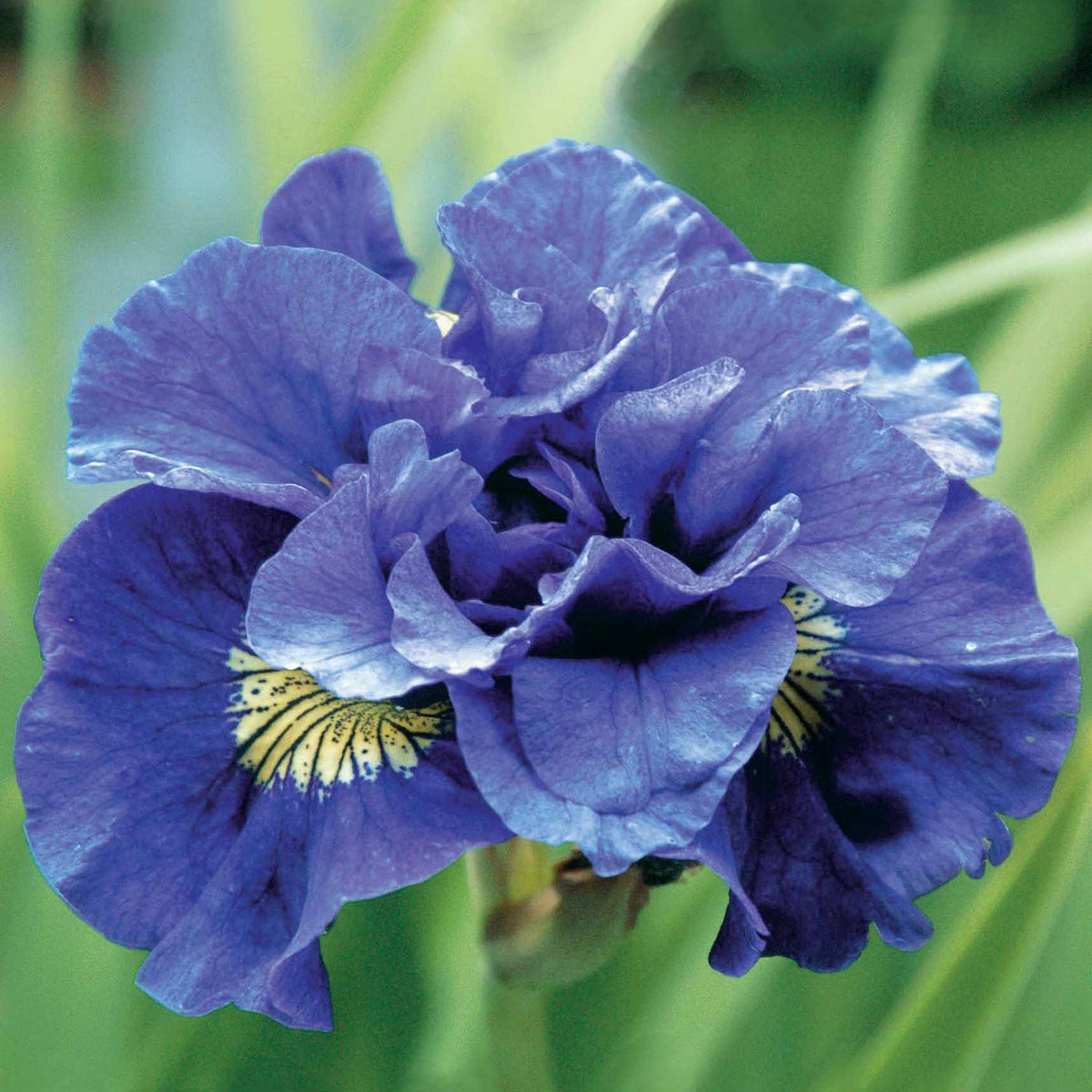 Siberische iris 'Concord Crush' - Iris sibirica Concord Crush - Bakker