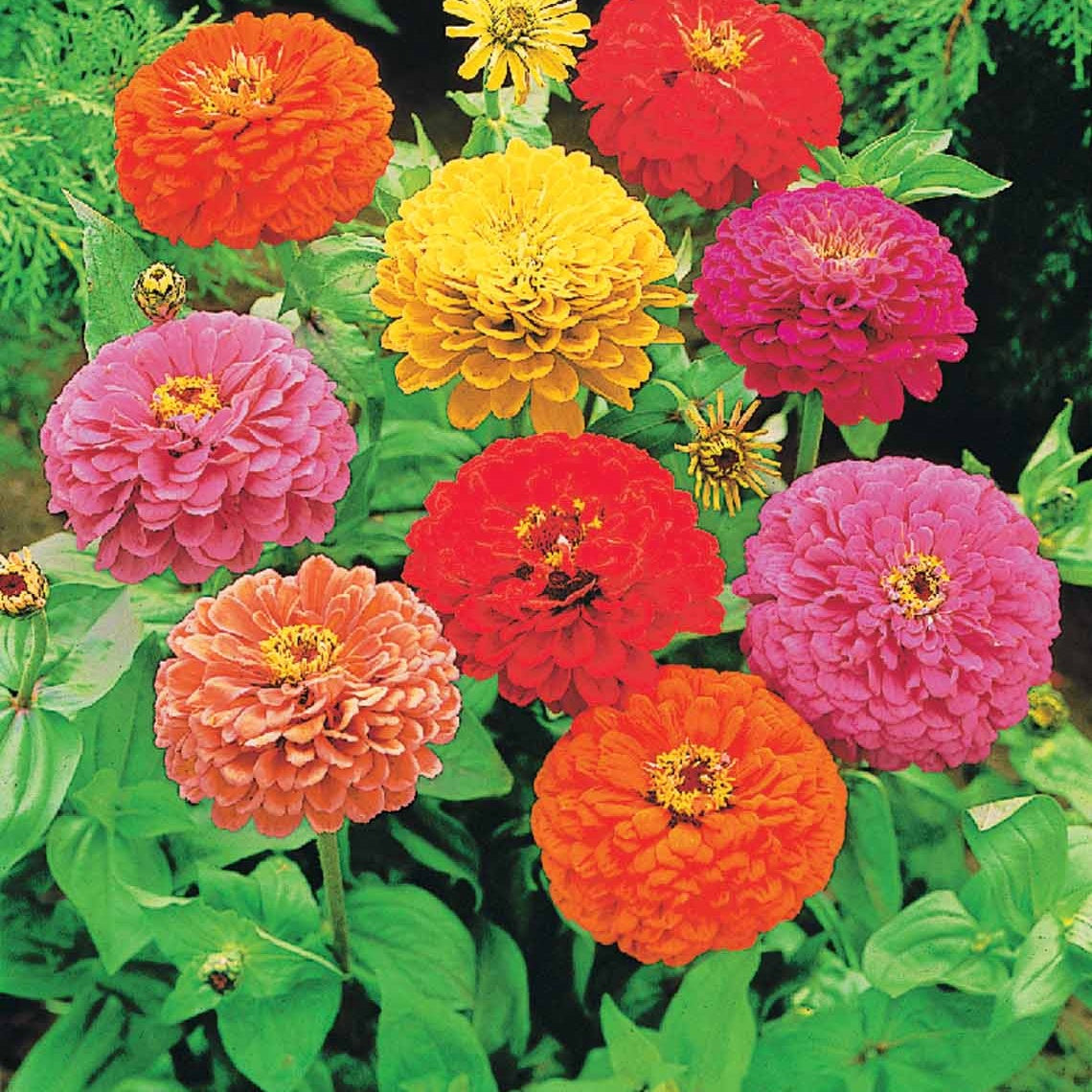 Bloemzadenmix voor boeket - Collection fleurs à couper à semer - Bakker