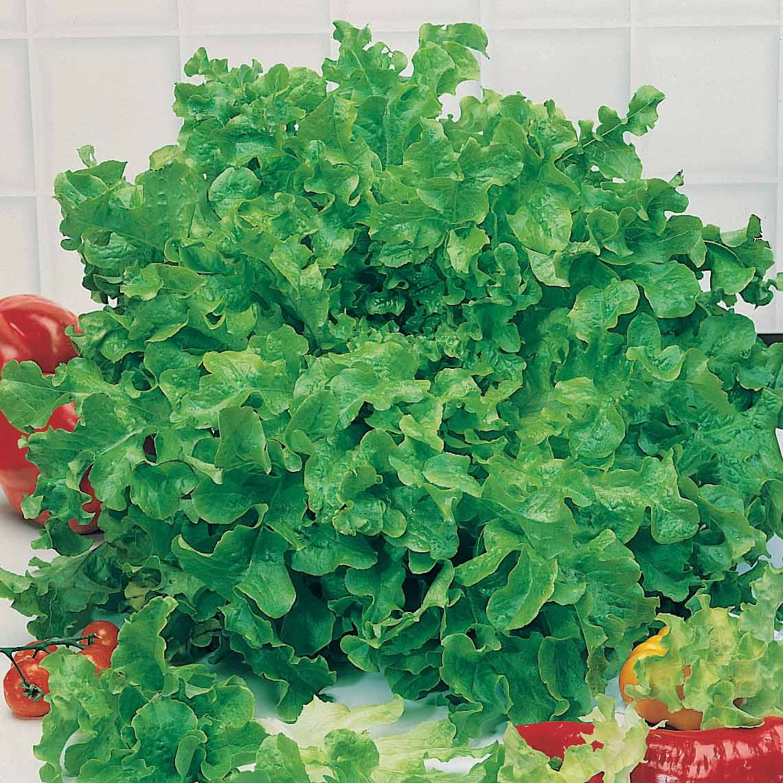 Sla Mix 'Eikenblad' + 'Lollo Rosso' + Rode sla' - Collection salades à couper : Feuille de chêne, Lollo rossa, Red sala - Sla-soorten