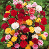 Anjer Mix 'Enfant de Nice' - Dianthus enfant de nice - Perkplanten