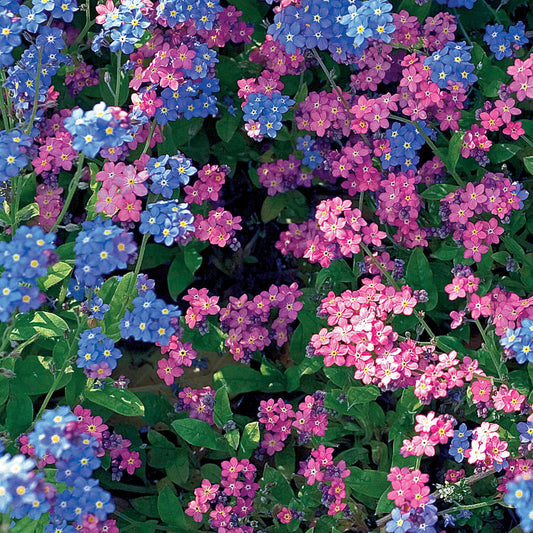 Vergeet-mij-nietje Mix - Bakker