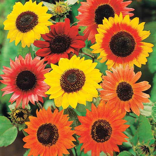 Zonnebloem Mix 'Colour Fashion' - Helianthus annuus color fashion - Moestuin