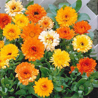 Goudsbloem Mix - Calendula officinalis - Moestuin