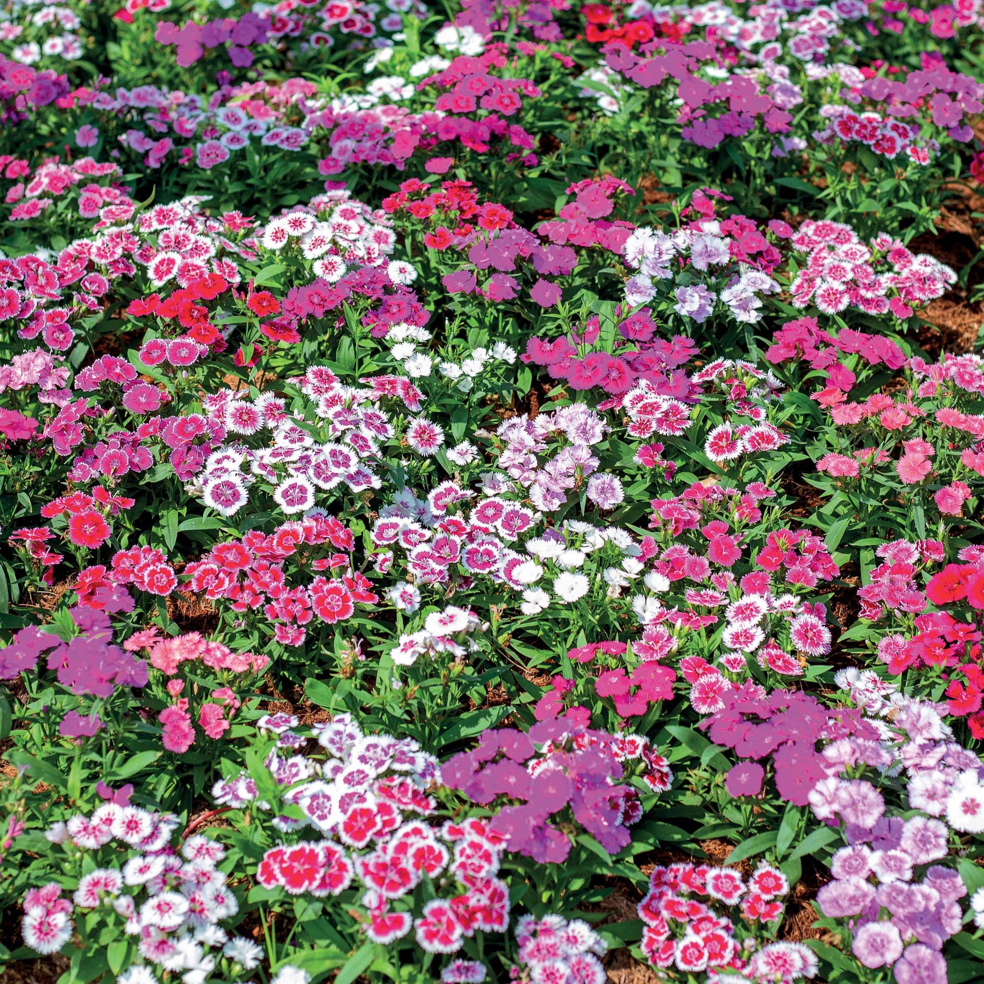 Duizendschoon Mix - Dianthus barbatus - Terras- en balkonplanten