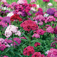 Duizendschoon Mix - Dianthus barbatus - Perkplanten