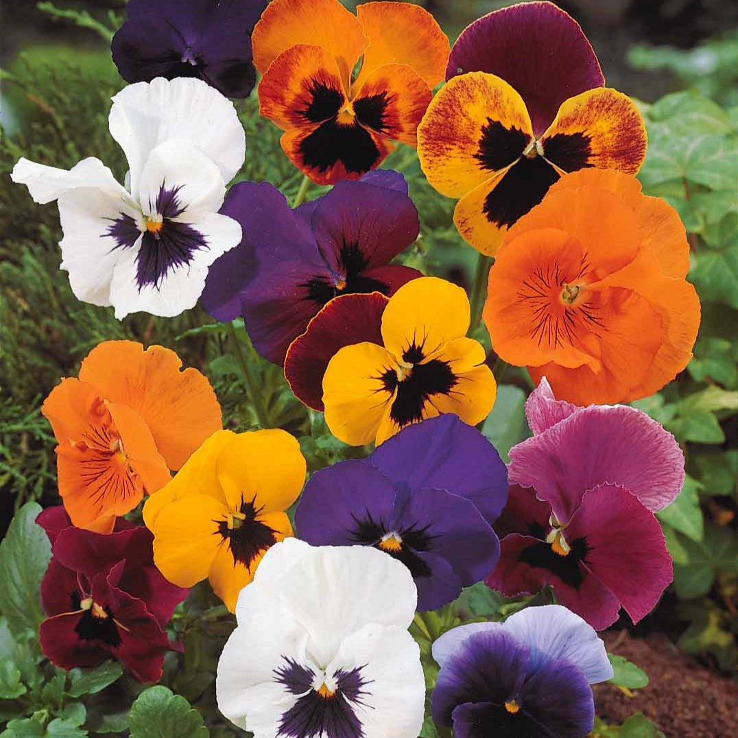 Grootbloemig viooltjes Mix - Viola wittrockiana - Terras en balkon