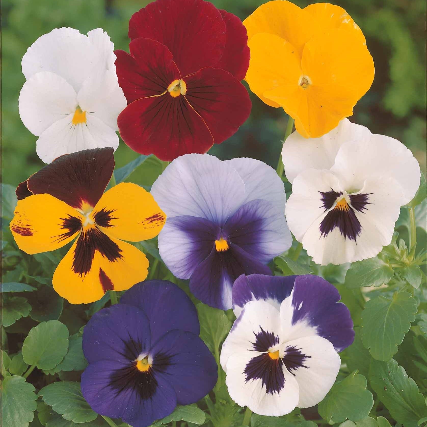 Grootbloemig viooltjes Mix - Viola wittrockiana - Bloemzaden