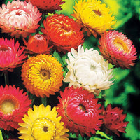 Grootbloemige strobloem Mix - Xerochrysum bracteatum - Moestuin