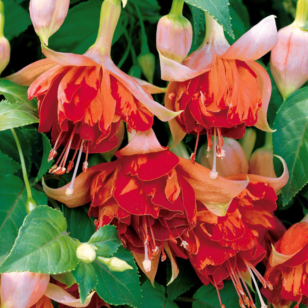 Bellenplant Mix 'Bicentennial' + 'Blue Angel' + 'Swingtime' (x6) - Fuchsia Bicentennial, Blue Angel, Swingtime - Bakker
