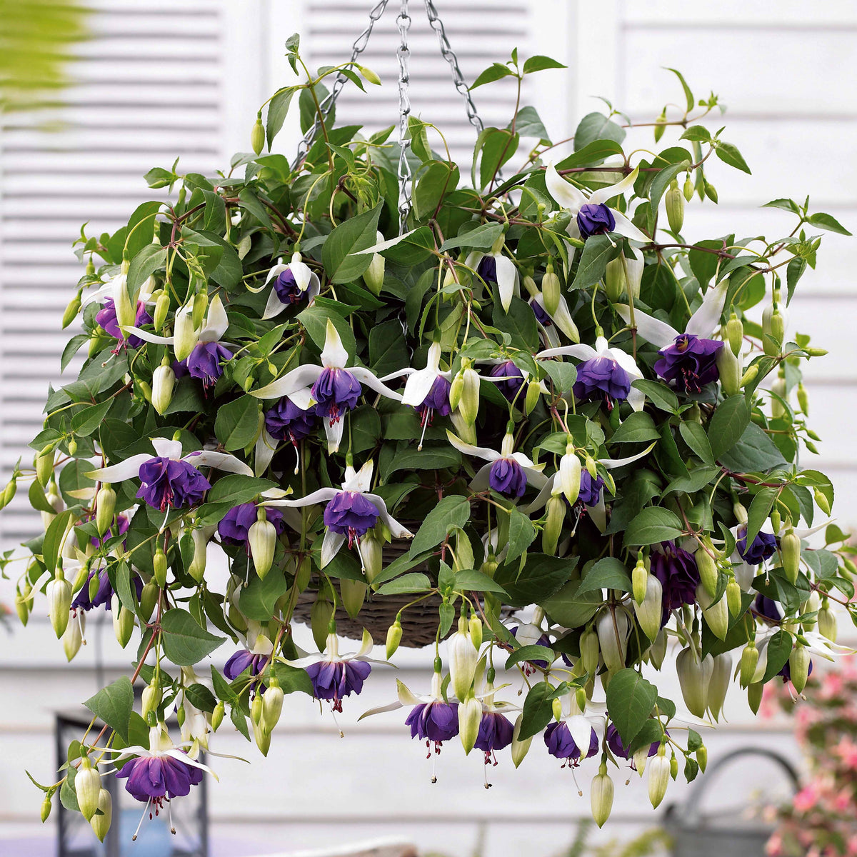 Verkoop Bellenplant Mix 'Bicentennial' + 'Blue Angel' + 'Swingtime' (x6) - Fuchsia Bicentennial, Blue Angel, Swingtime